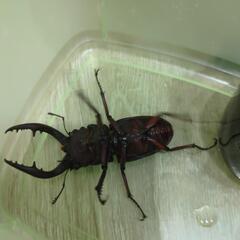 ノコギリクワガタ
