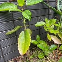 あげます　マザーリーフ　観葉植物