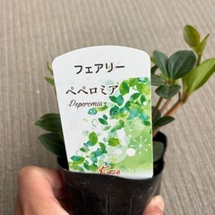 ペペロミア　フェアリーの画像