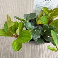 ペペロミア　フェアリーの画像