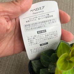 ペペロミア　フェアリーの画像
