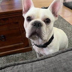 至急里親募集 - 犬