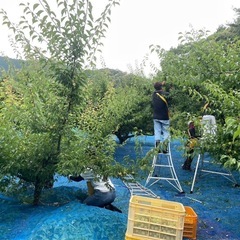 完熟梅1kg(7月8日まで受付)の画像