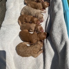 ゴールデンドゥードル🐕 💗