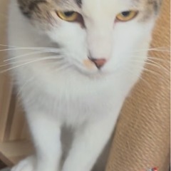 代理投稿です猫2歳