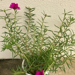 🌸マツバボタン⑥