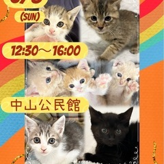 にゃお子んち🐱子猫大集合‼️🐱譲渡会🐈中山公民館