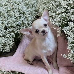 静岡県内限定！クリームちゃんの里親募集を致します！出来れば1頭飼...