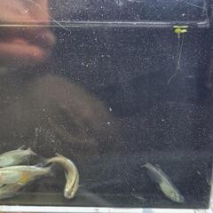 メダカ 幹之系 体外光