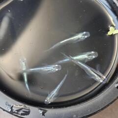 メダカ 幹之系 体外光の画像