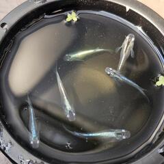 メダカ 幹之系 体外光の画像