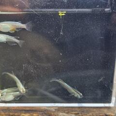 メダカ 幹之系 体外光の画像