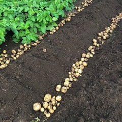 無農薬 新じゃが芋 3kg