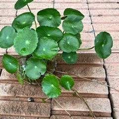 大きいウォーターコインの画像