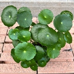 大きいウォーターコイン