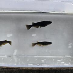 メダカ  オロチ系 