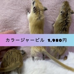 【🐭カラージャービル 🐭】1,980円　4月生まれ