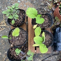 野菜の苗あげます。の画像
