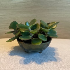 テーブルサイズの観葉植物🪴かねの成る木の画像