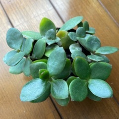 テーブルサイズの観葉植物🪴かねの成る木の画像