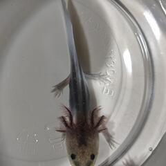 予約済みウーパールーパーの画像