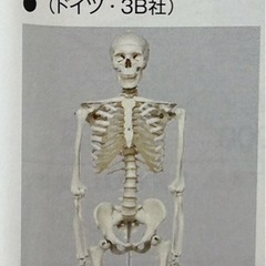 ドイツ製人体骨格モデルの画像