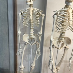 ドイツ製人体骨格モデルの画像