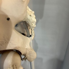 ドイツ製人体骨格モデルの画像