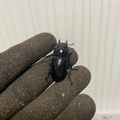 ボイレアウシカクワガタペア②の画像