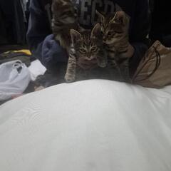 子猫差し上げます。