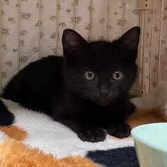 めちゃ可愛い黒猫2ヶ月弱里親様募集中です！