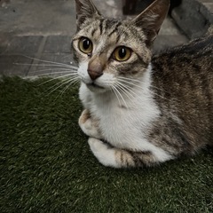 優しい猫ちゃんです。里親さん募集です。 - 猫