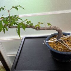 モミジの盆栽2