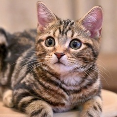 ワンコ〜ニャンコ〜飼ってる方〜友達になりたい。