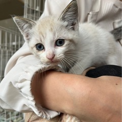 🐈里親募集🍀🐈