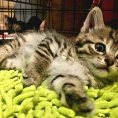【急募】保護子猫（生後5週程）のずっとの家族さん募集！！