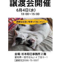 保護猫譲渡会&マルシェ