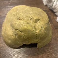 爬虫類の大きな家