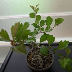 サンザシの盆栽