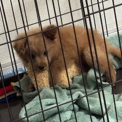 ポメプー、オス、3ヶ月になります