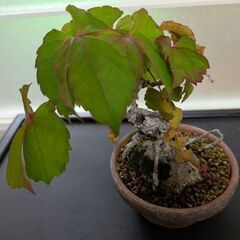 ツタの盆栽1