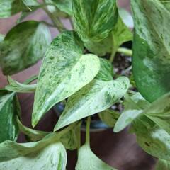 観葉植物　　ポトス1