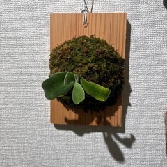観葉植物ビカクシダウィリンキー板付