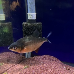 ブラックピラニア