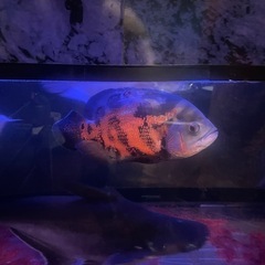 熱帯魚　オスカーの画像
