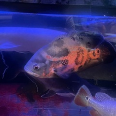 熱帯魚　オスカー
