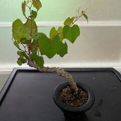 野葡萄の盆栽