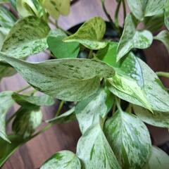 観葉植物　ポトス　2
