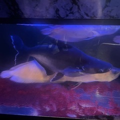 熱帯魚　カイヤン