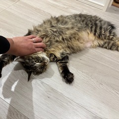 猫　モフモフ